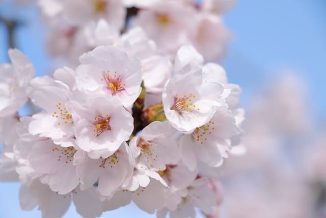 桜　満開　日数