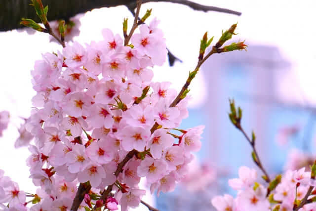 桜　蕾　開花するまで何日